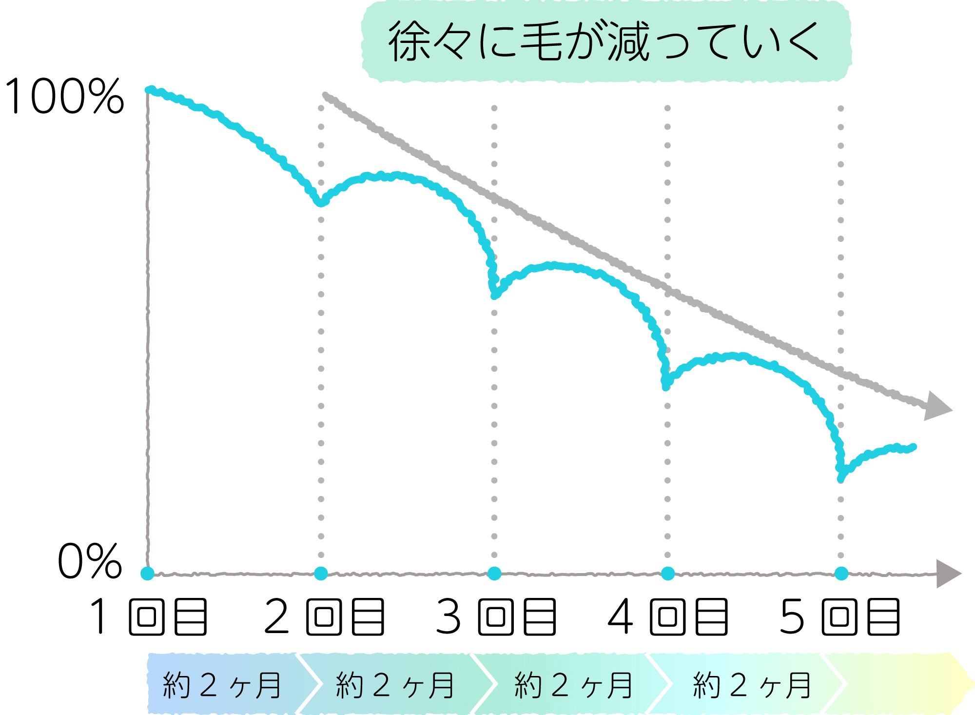 毛周期のイメージ